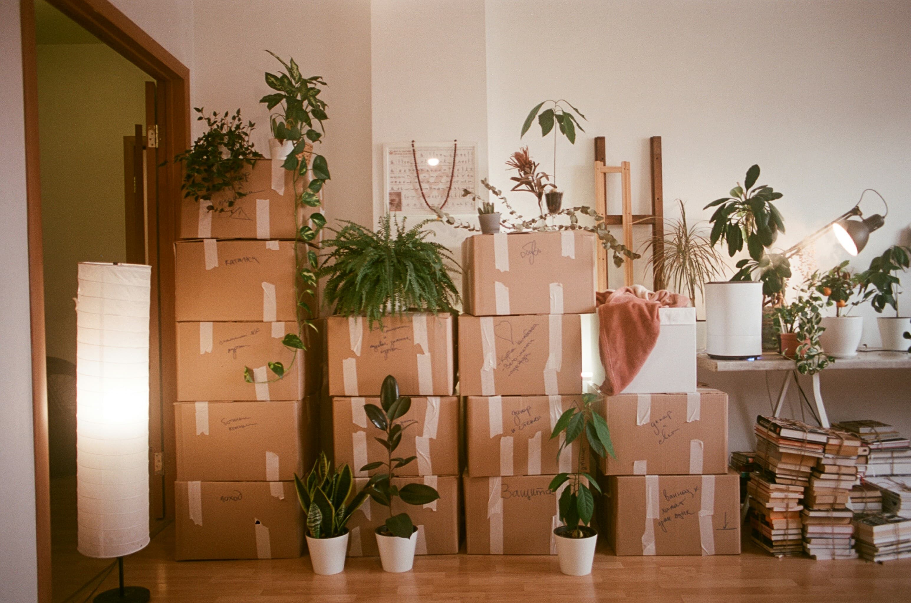Labelled moving boxes stacked in a sunlit living room surrounded by house plants