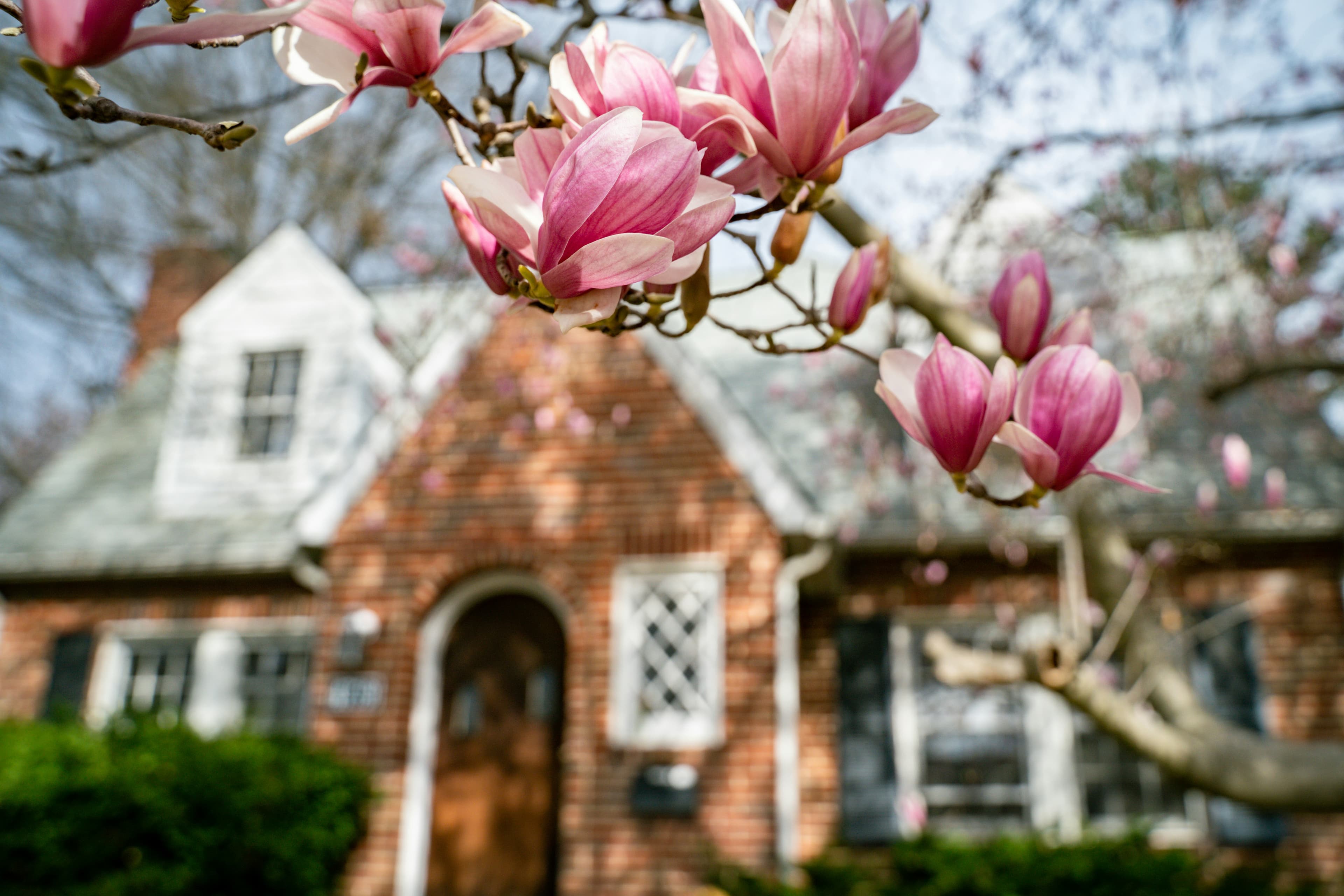 Pink magnolia blossom in spring framing the front of a brick house