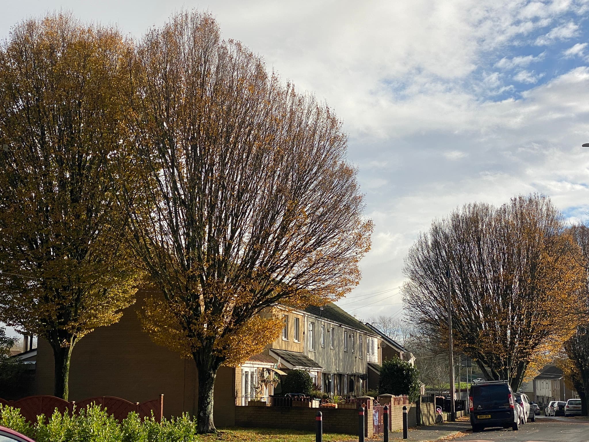 A residential street of houses behind bare autumn trees under a bright cloudy sky
