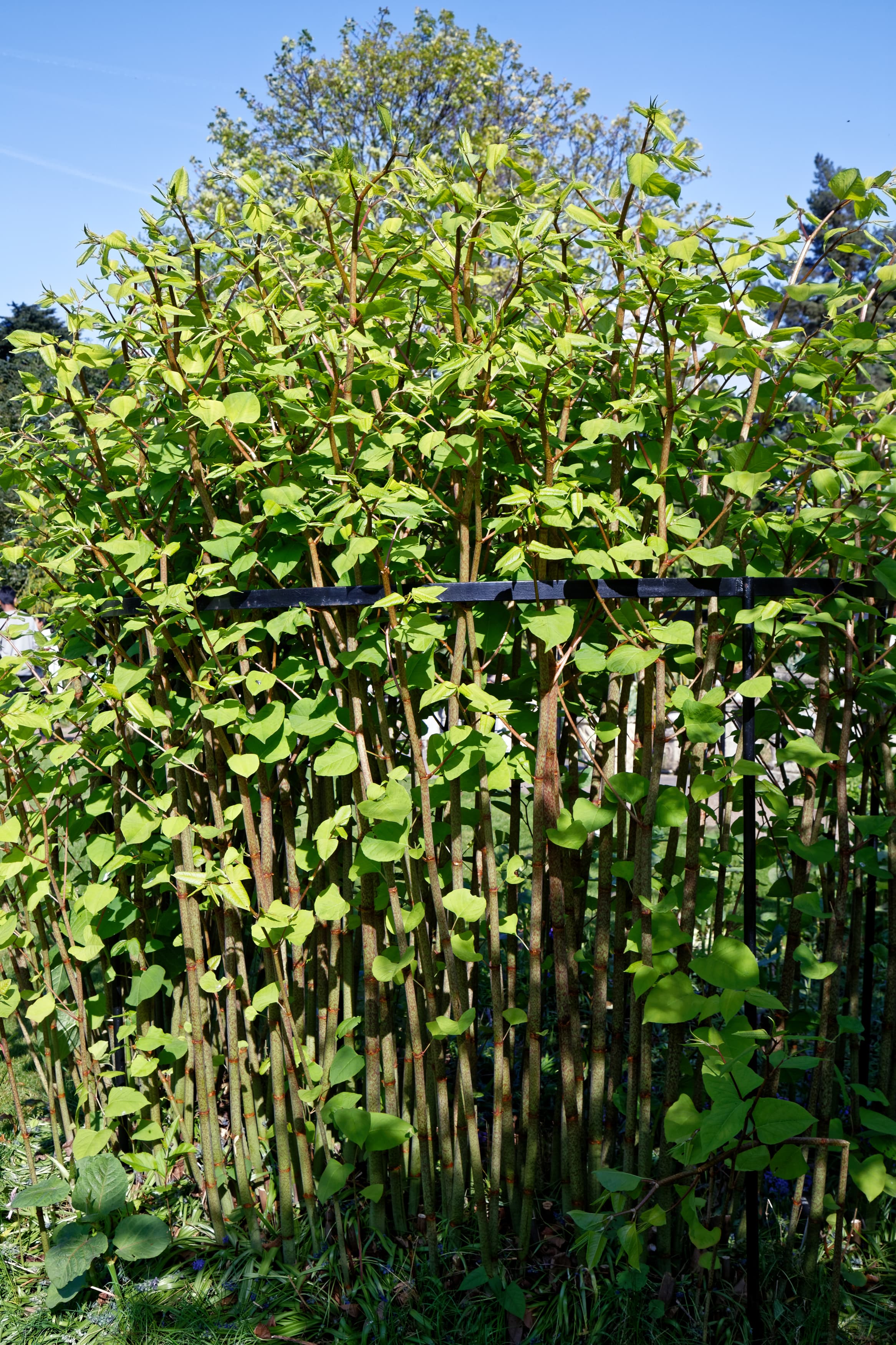 A dense stand of Japanese knotweed with broad green leaves and bamboo-like stems growing beside a garden path
