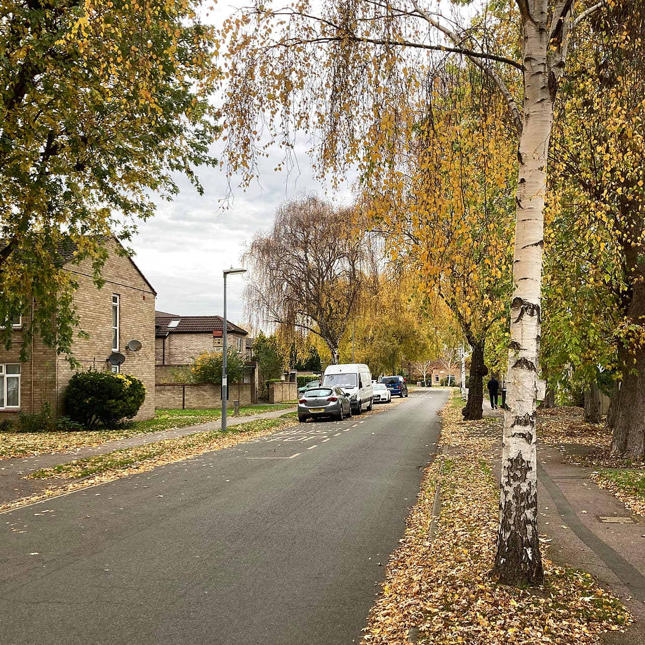 A quiet suburban street of brick houses lined with silver birch trees, autumn leaves covering the pavement